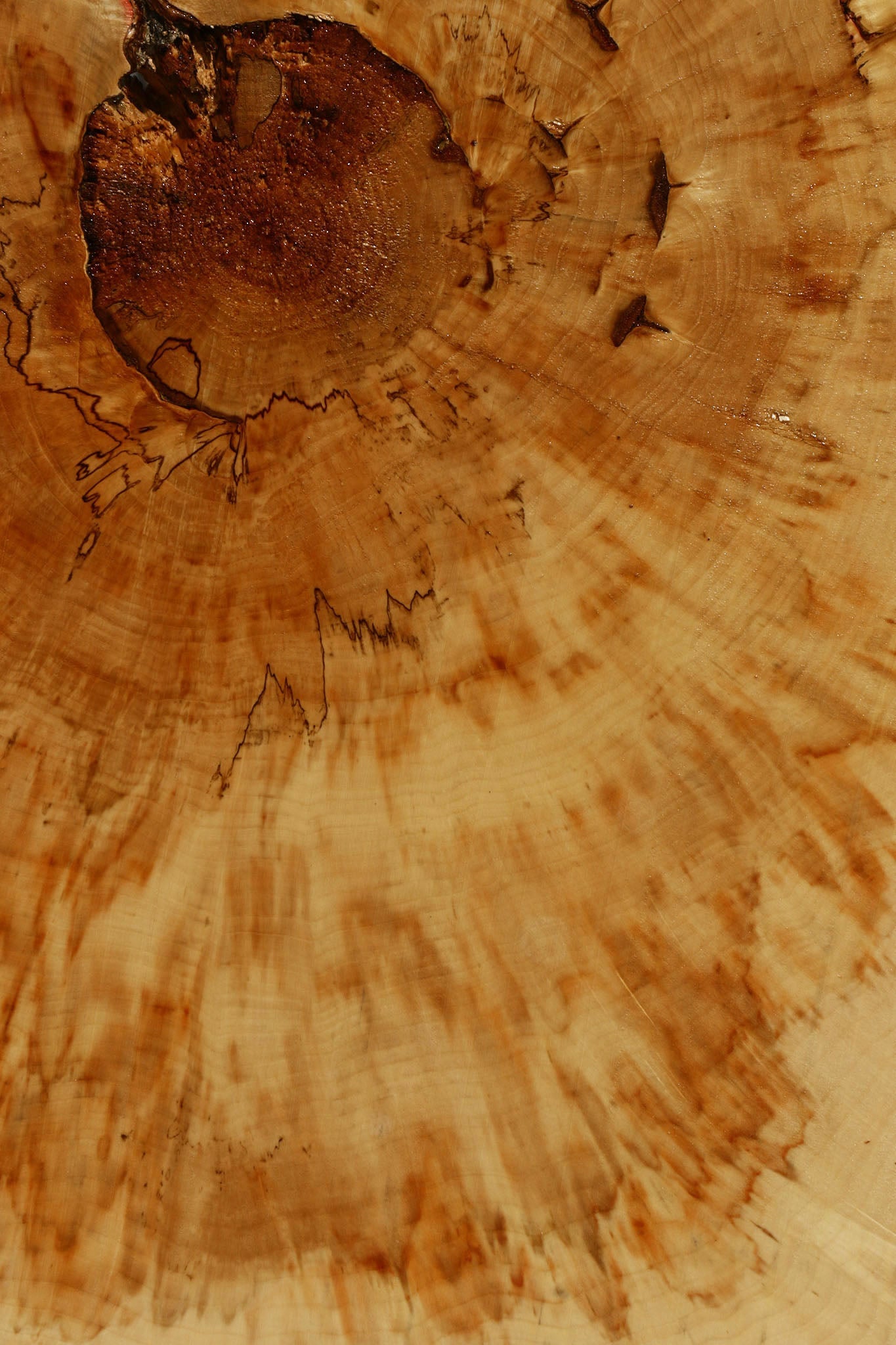 Box Elder Cookie (Free Shipping Excluded)