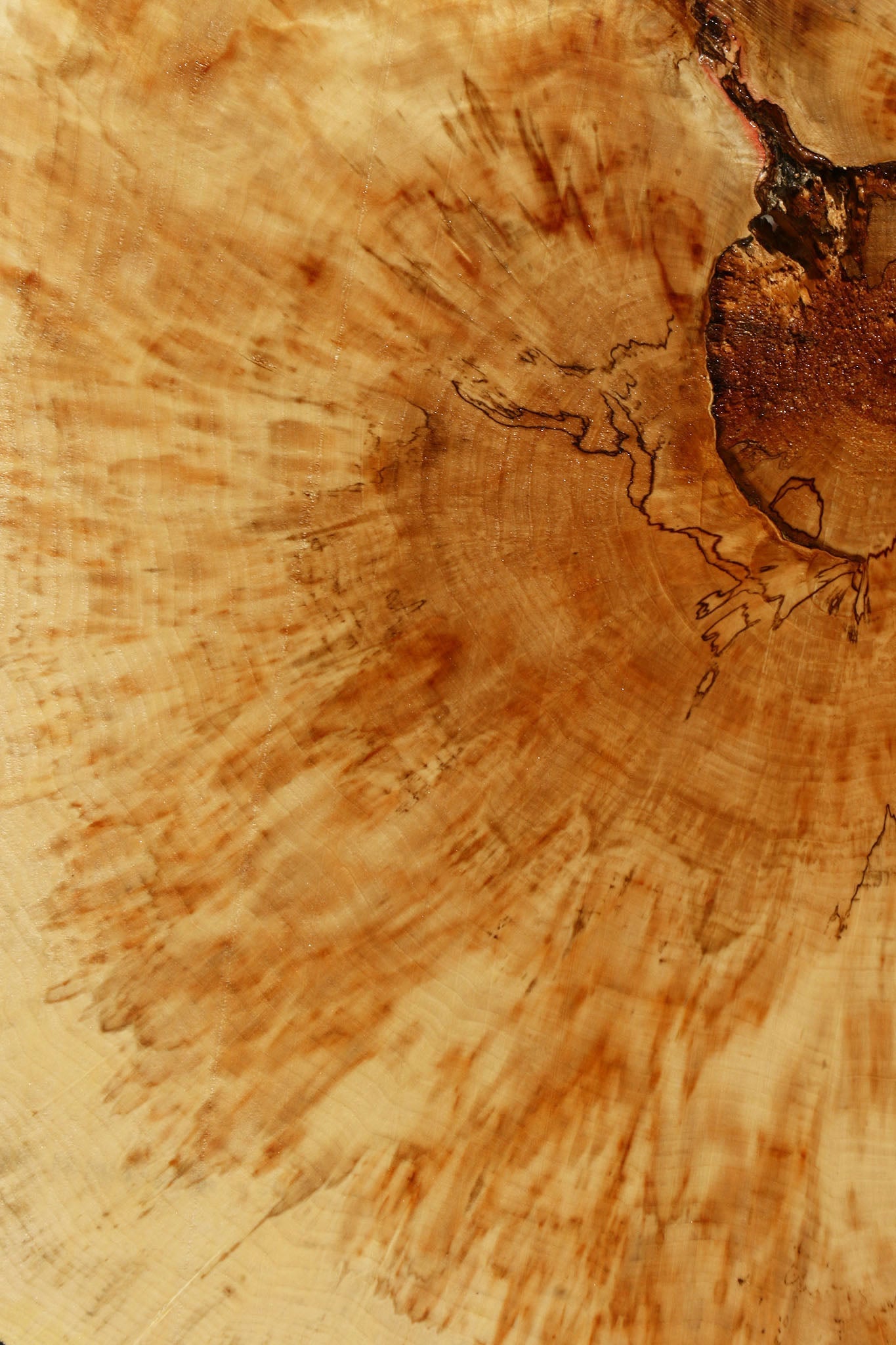 Box Elder Cookie (Free Shipping Excluded)