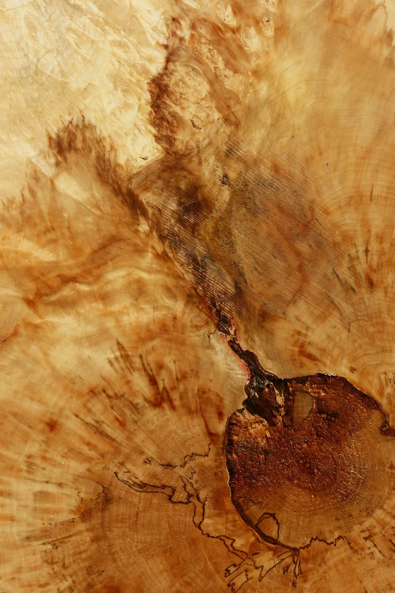 Box Elder Cookie (Free Shipping Excluded)