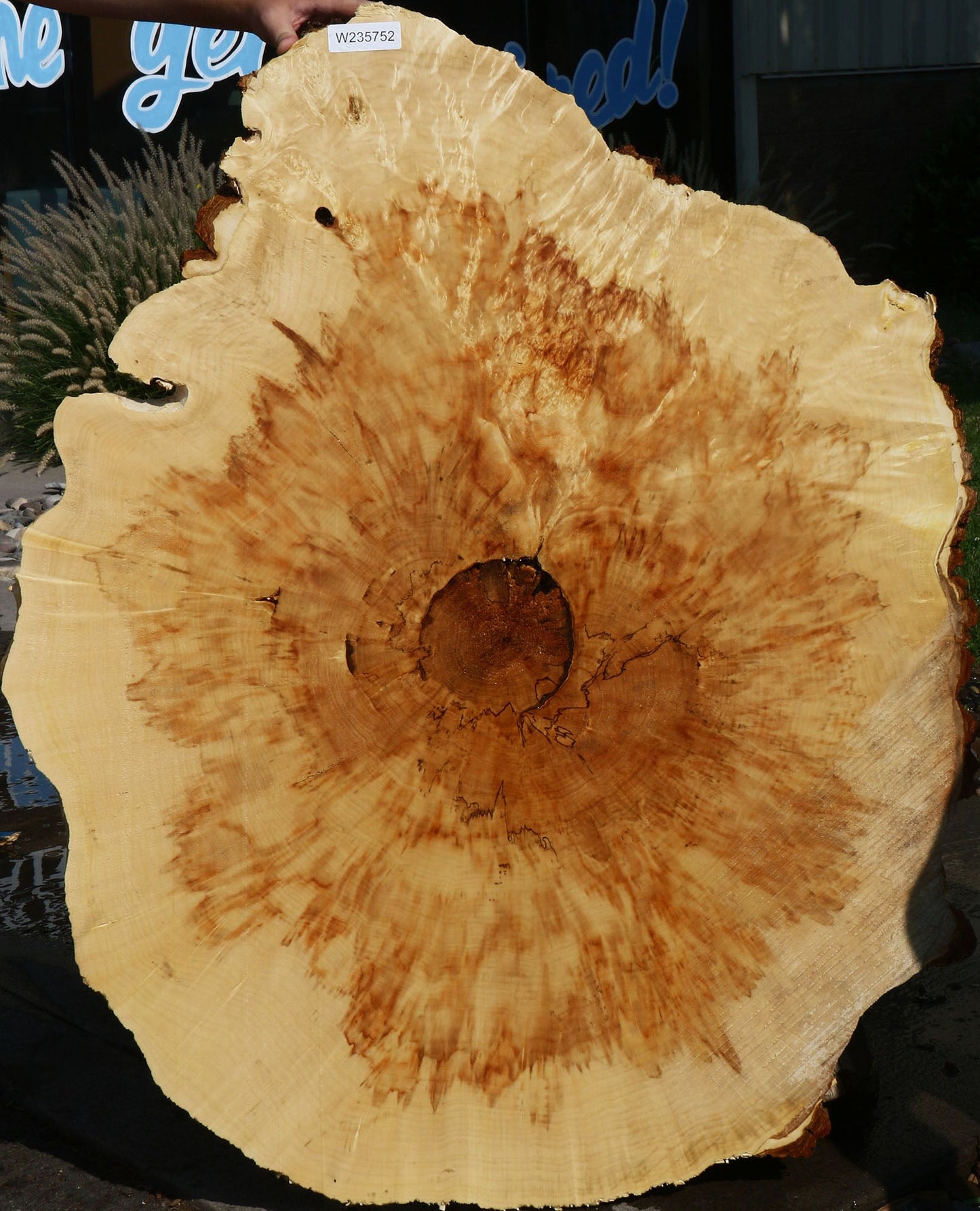 Box Elder Cookie (Free Shipping Excluded)