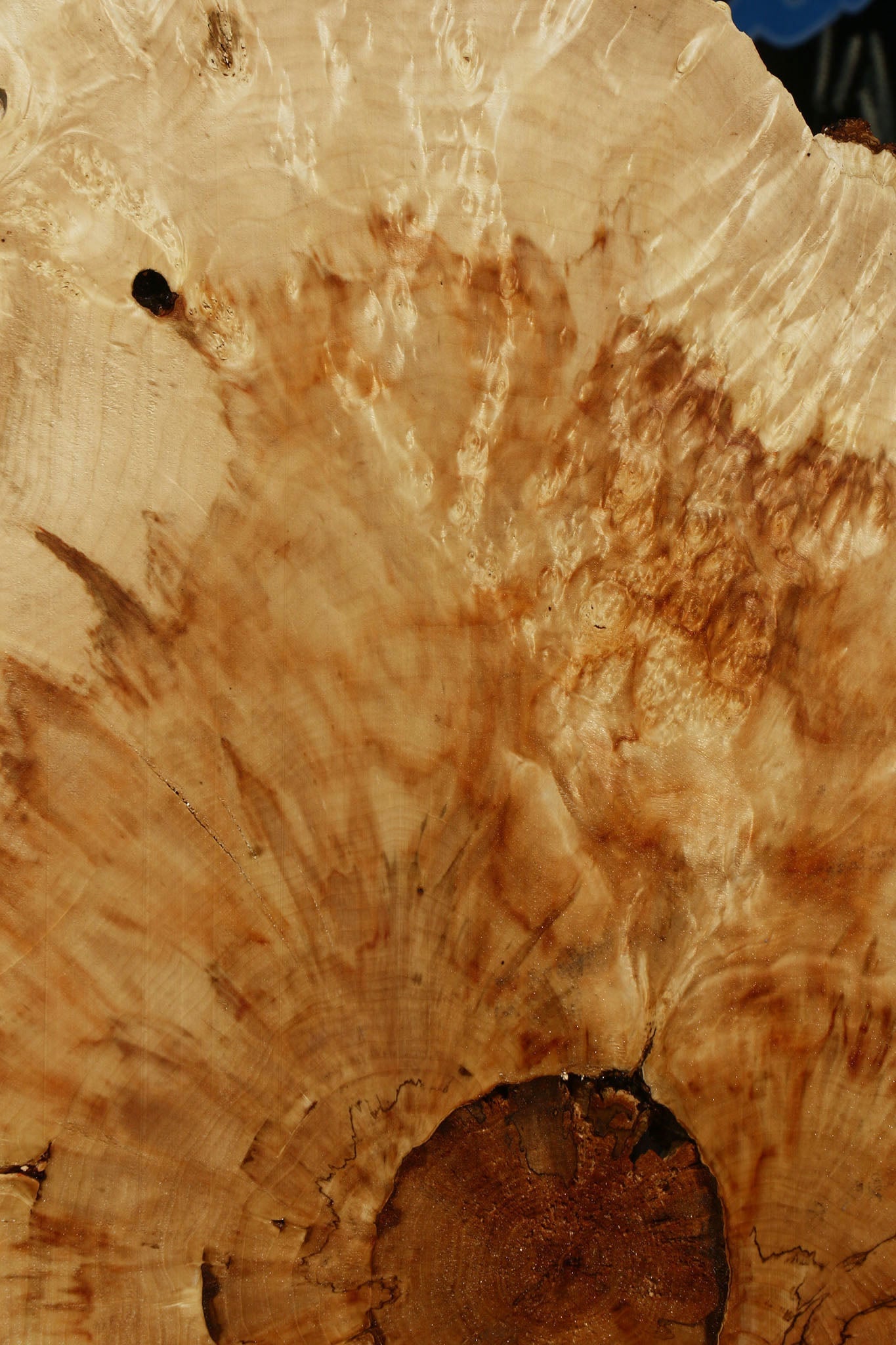 Box Elder Cookie (Free Shipping Excluded)