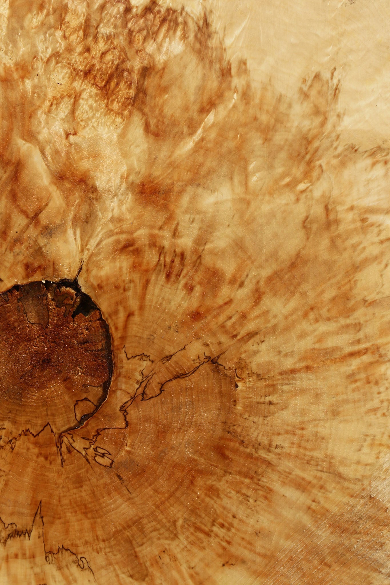 Box Elder Cookie (Free Shipping Excluded)