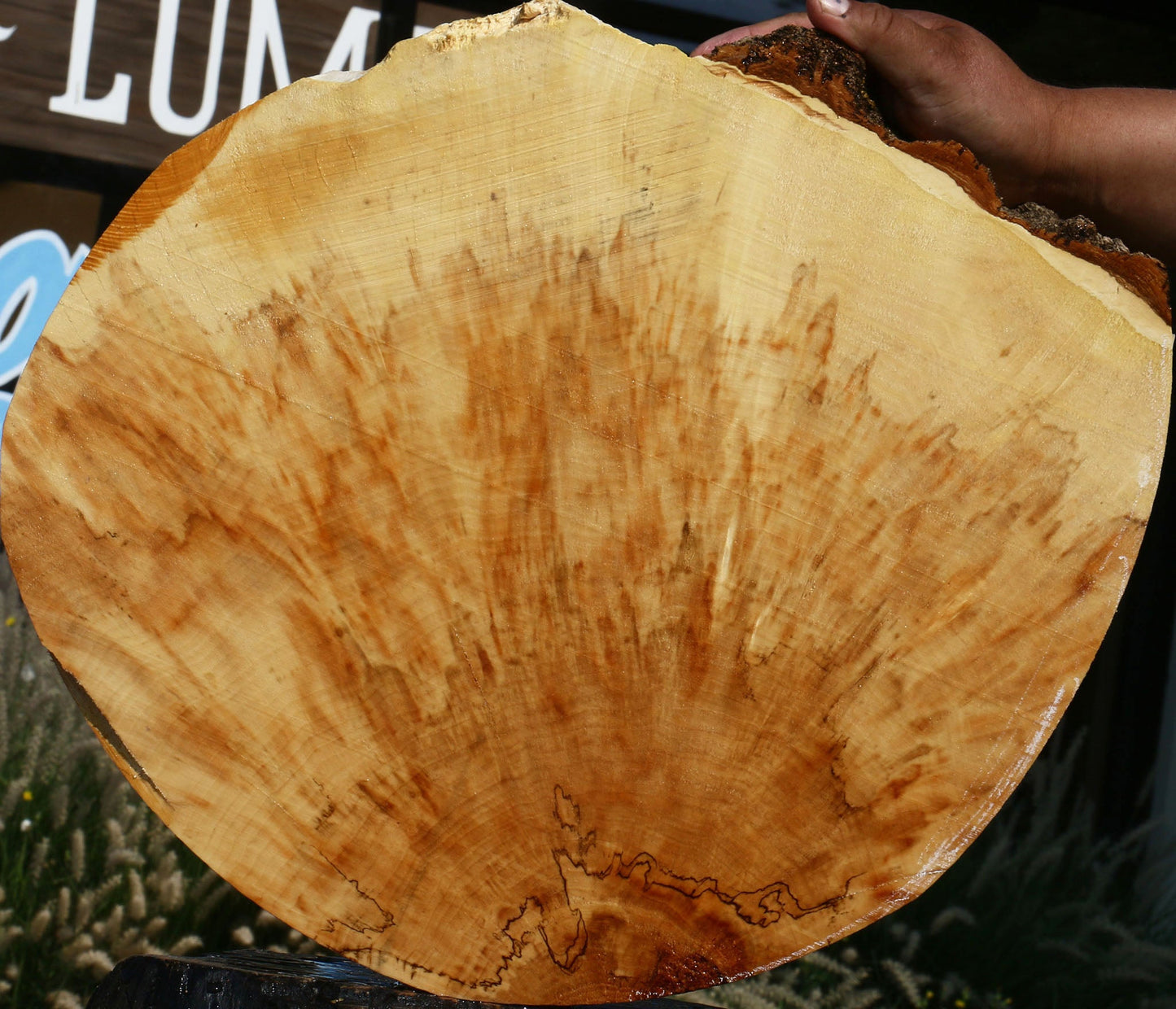 Extra Fancy Box Elder Cookie