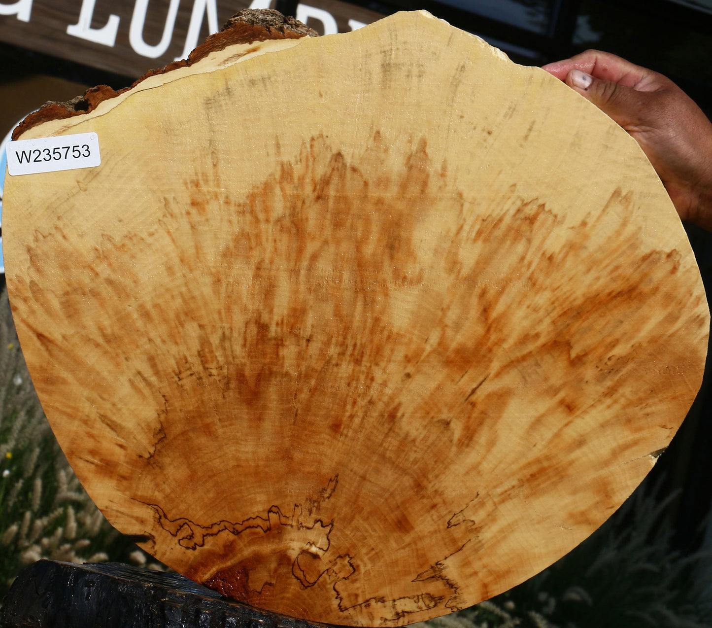 Extra Fancy Box Elder Cookie