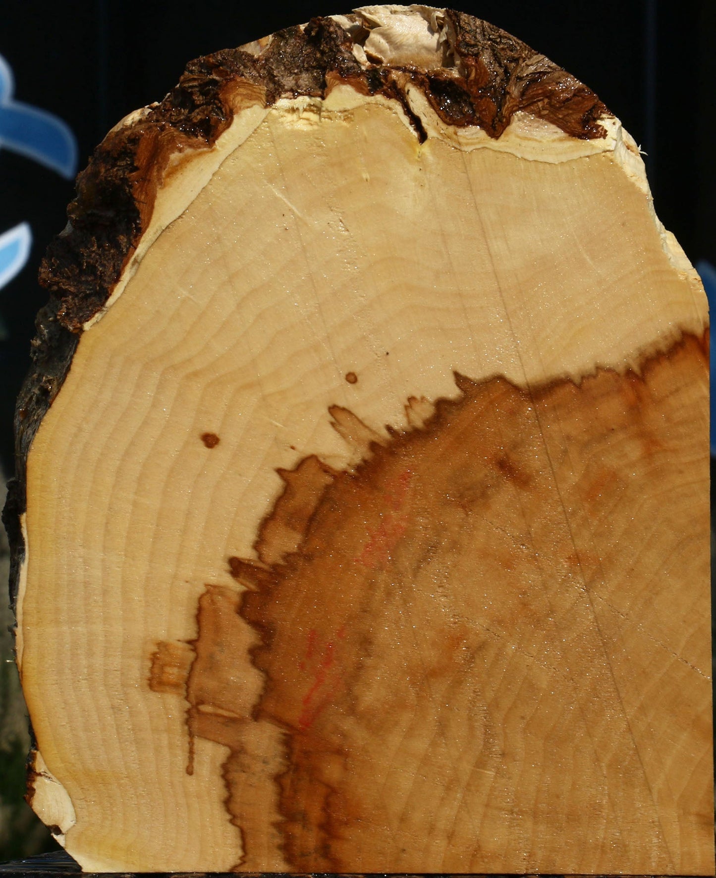 Figured Box Elder Slice
