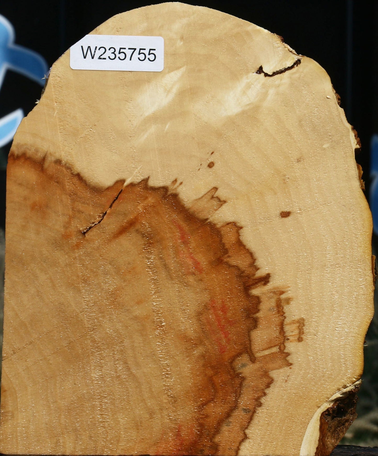 Figured Box Elder Slice