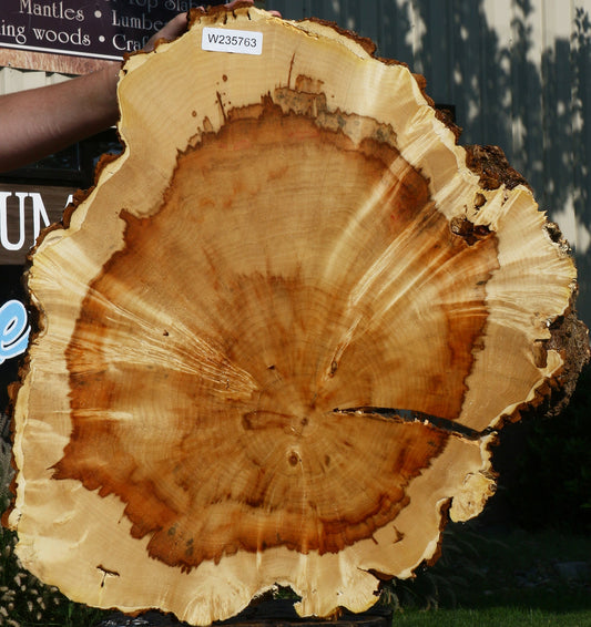 Box Elder Burl Cookie