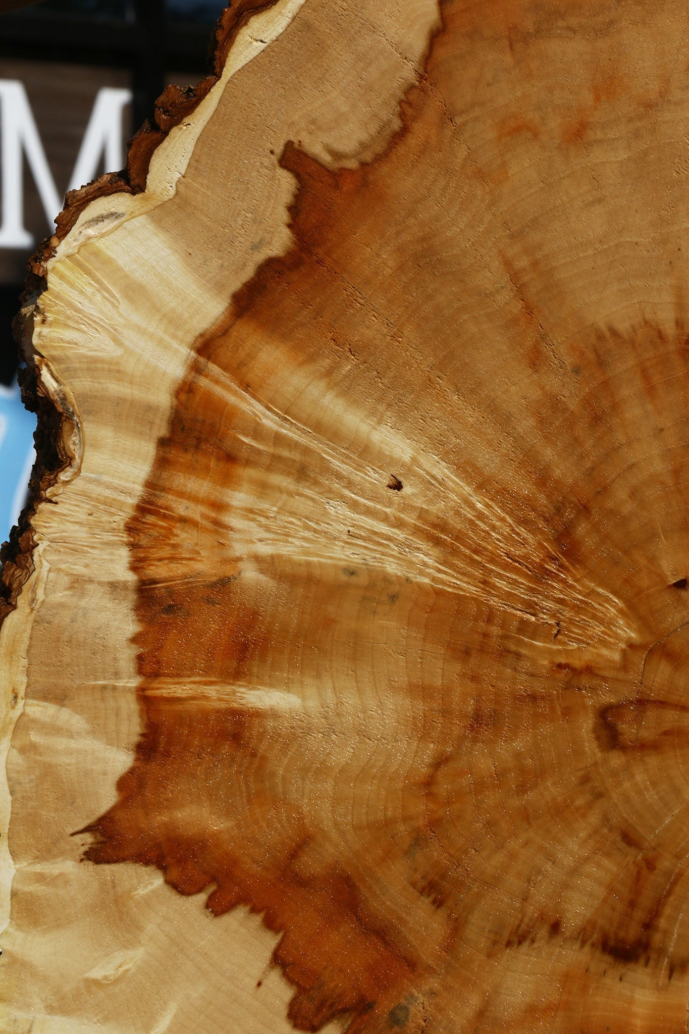 Box Elder Burl Cookie