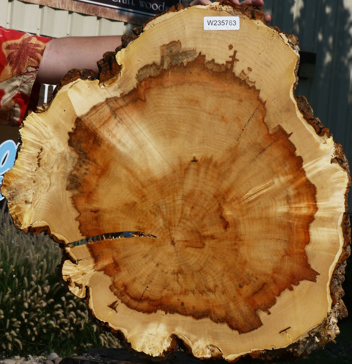 Box Elder Burl Cookie