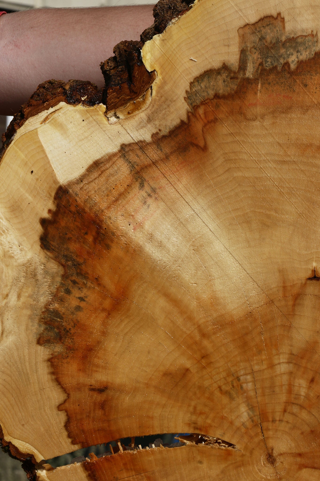 Box Elder Burl Cookie