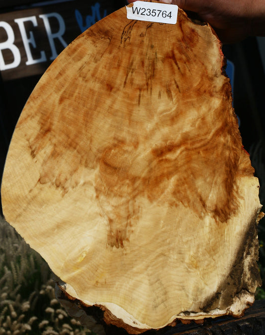 Extra Fancy Box Elder Cookie