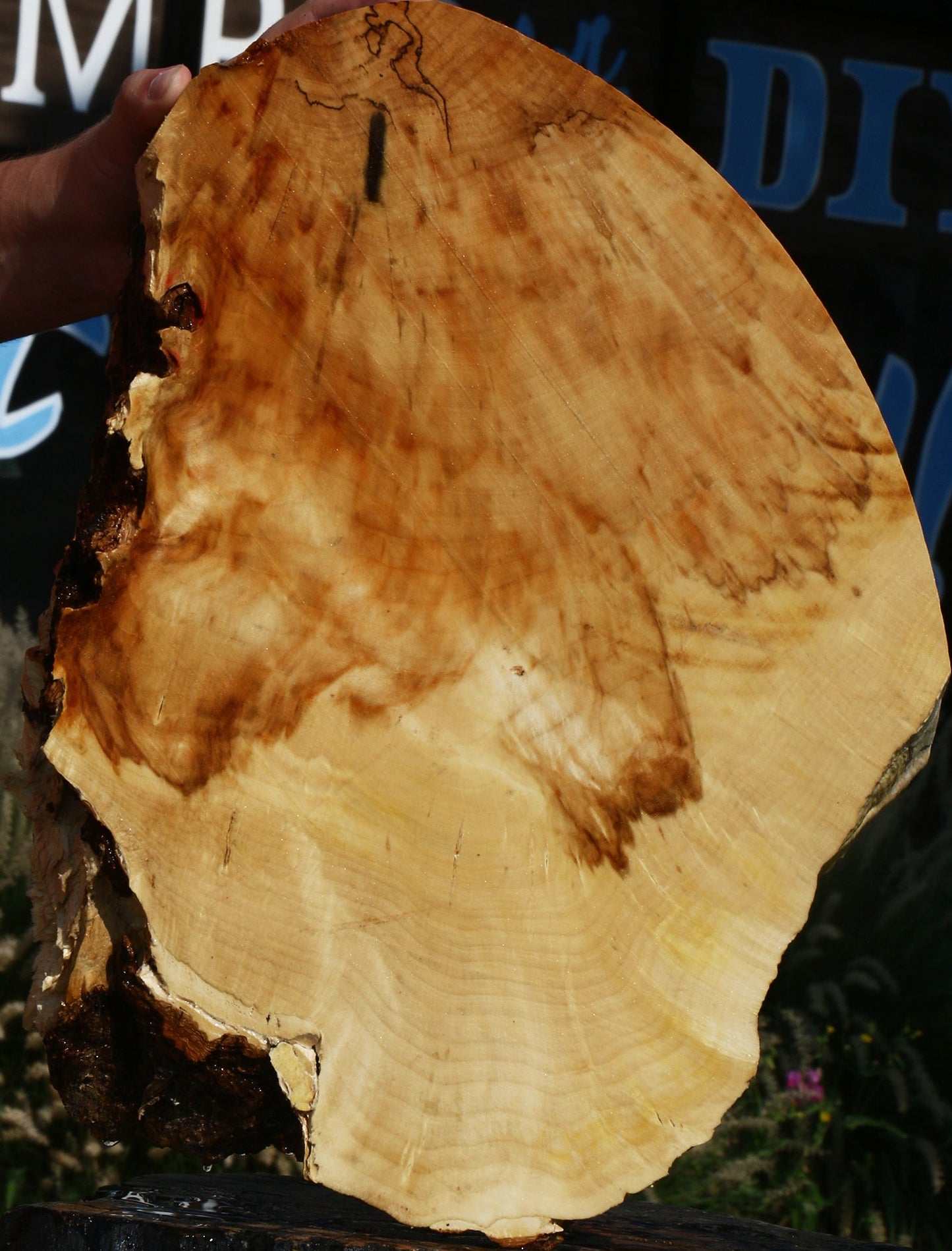 Extra Fancy Box Elder Cookie