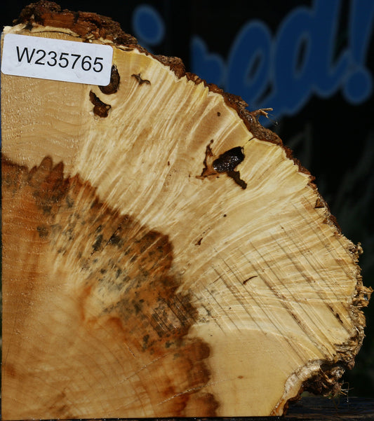 Box Elder Burl Slice