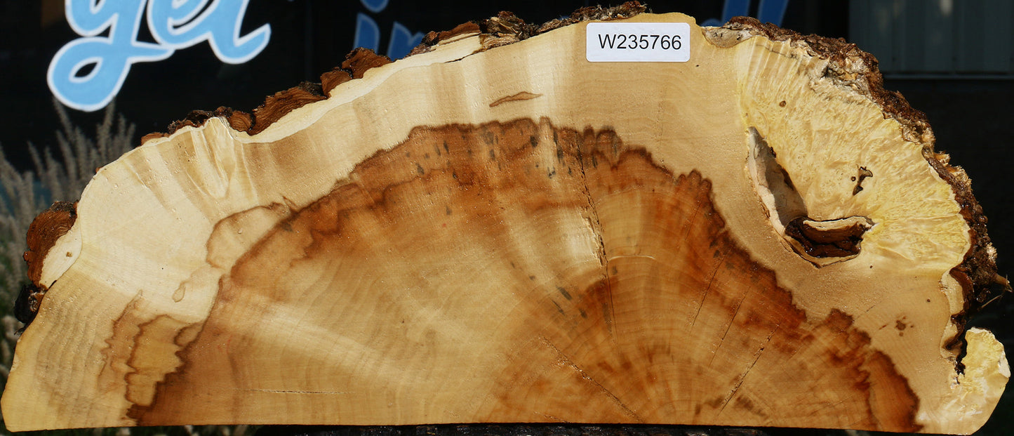 Extra Fancy Box Elder Slice