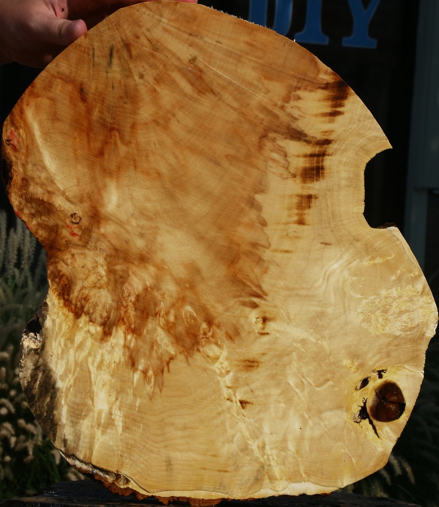 Extra Fancy Box Elder Cookie