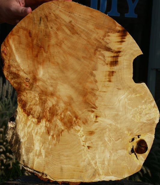 Extra Fancy Box Elder Cookie