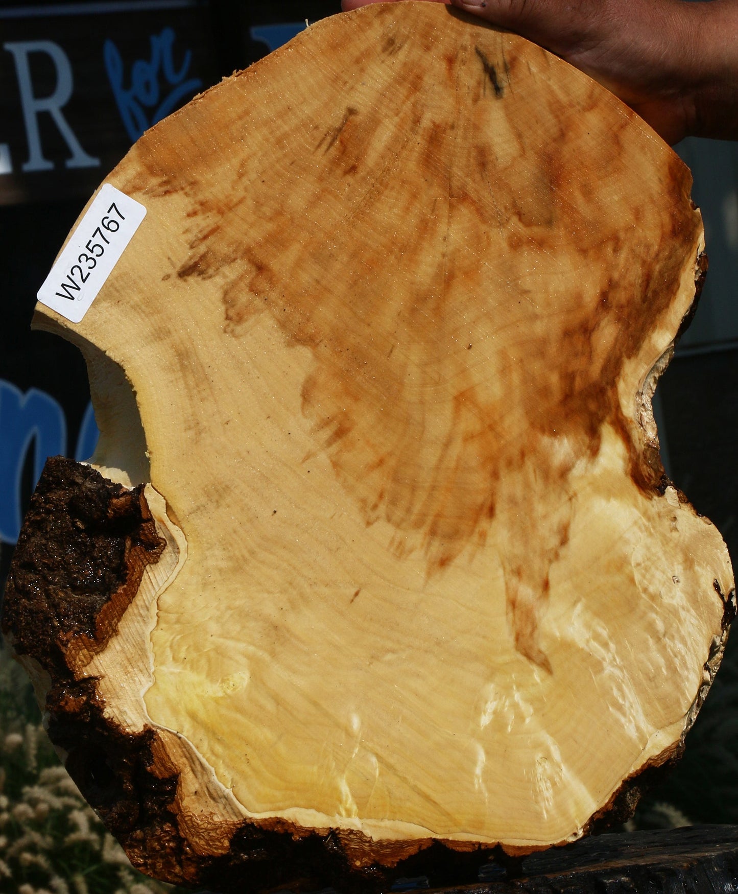 Extra Fancy Box Elder Cookie