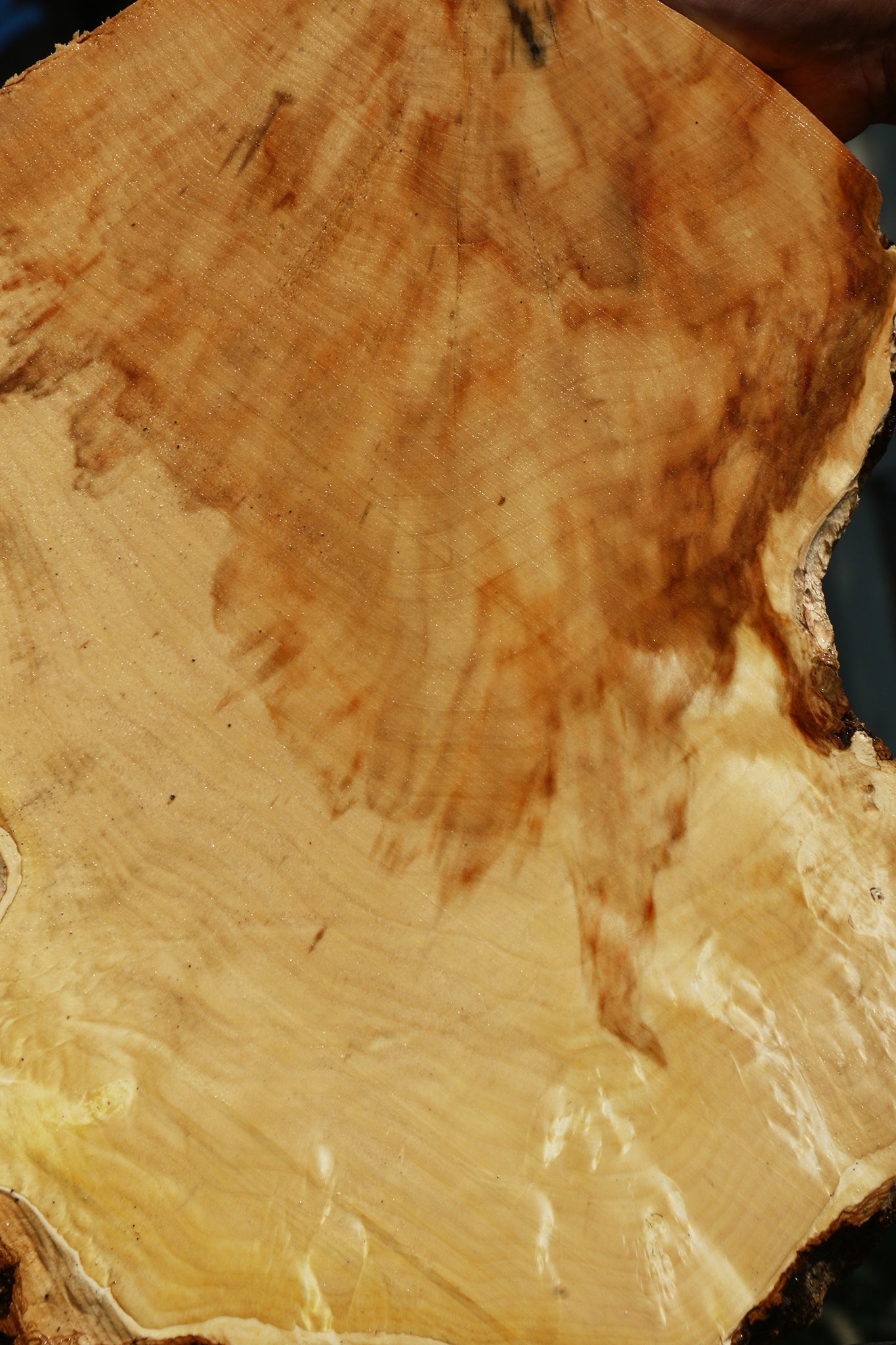 Extra Fancy Box Elder Cookie