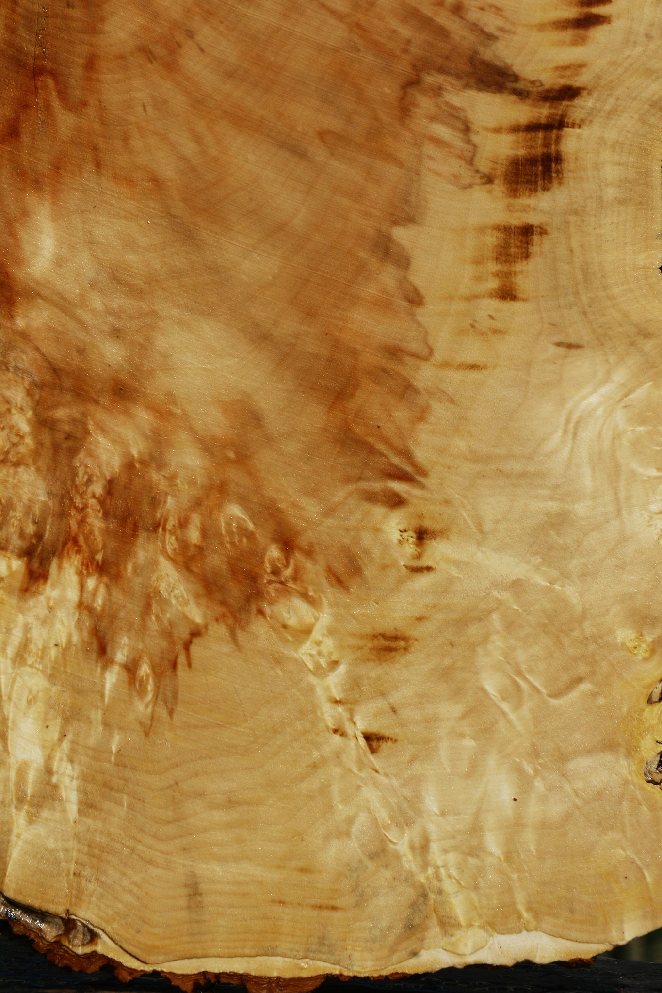 Extra Fancy Box Elder Cookie