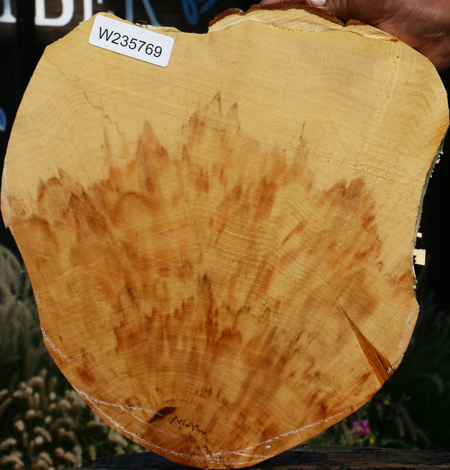 Extra Fancy Box Elder Cookie