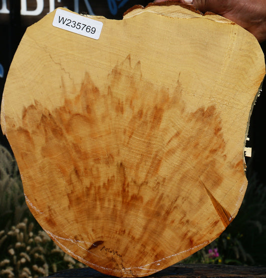 Extra Fancy Box Elder Cookie