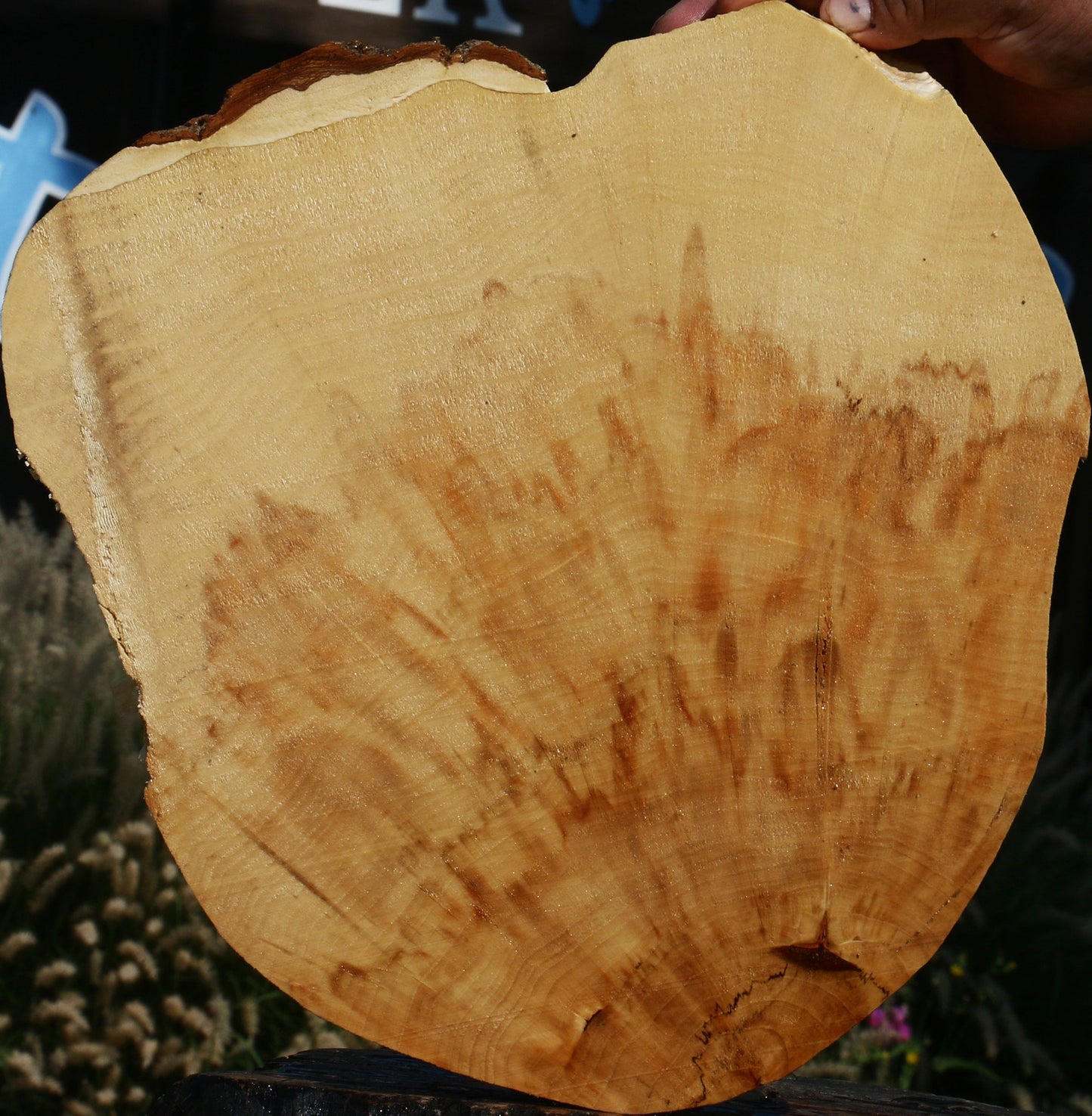 Extra Fancy Box Elder Cookie