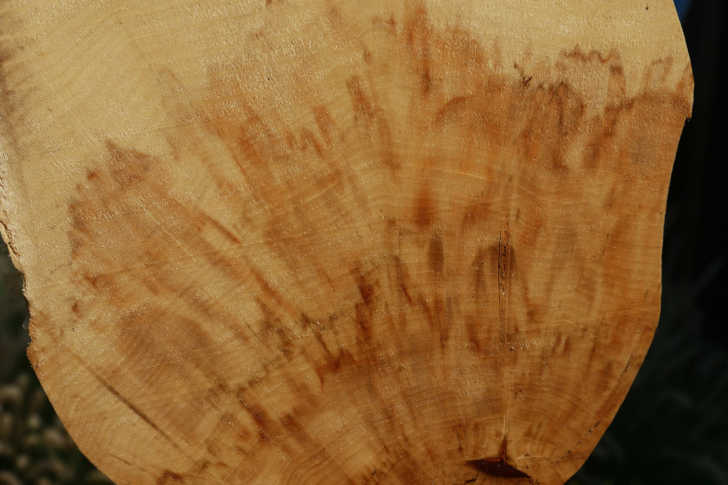 Extra Fancy Box Elder Cookie