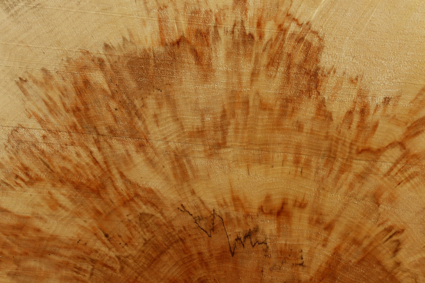 Extra Fancy Box Elder Slice