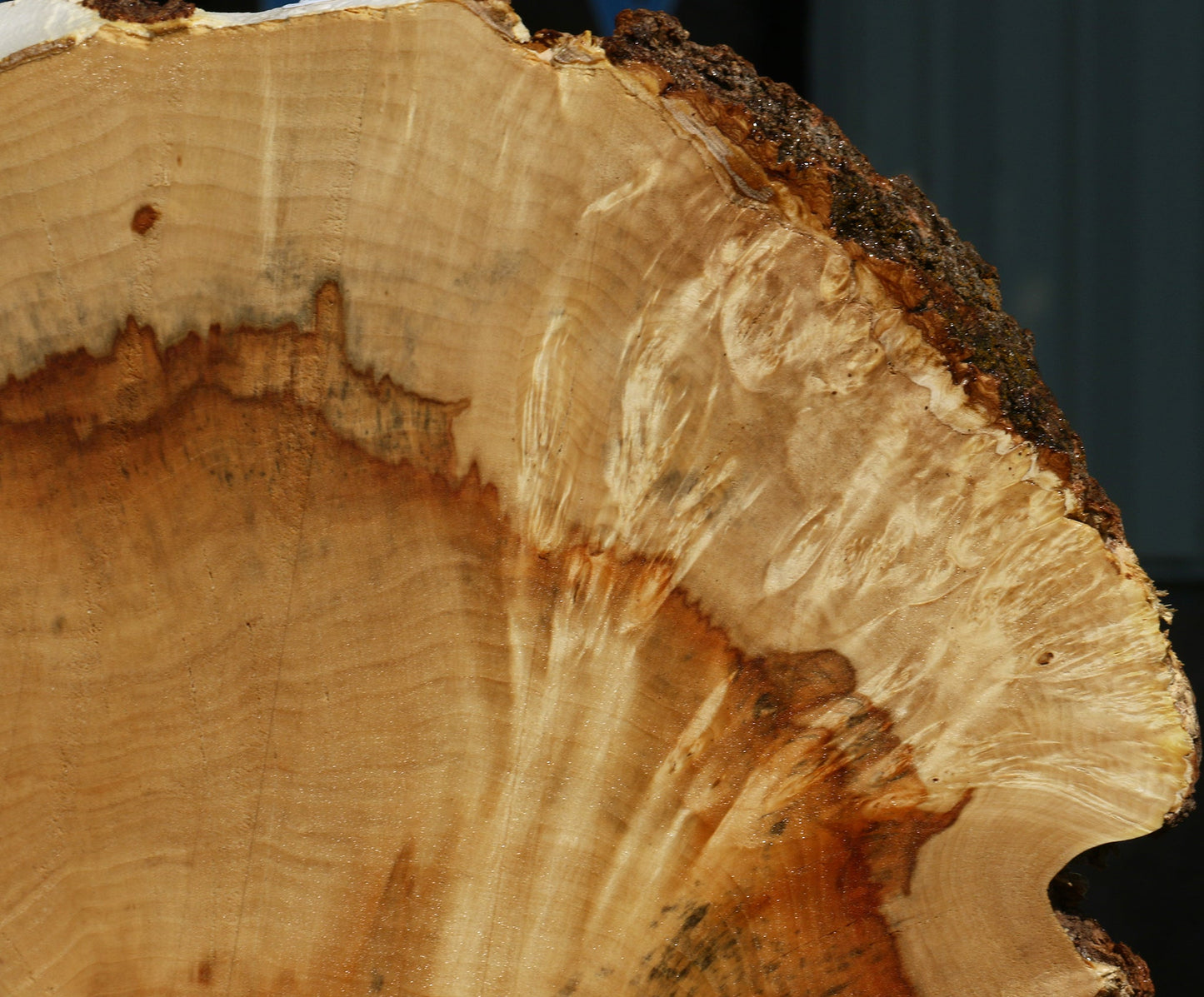 Box Elder Burl Slice