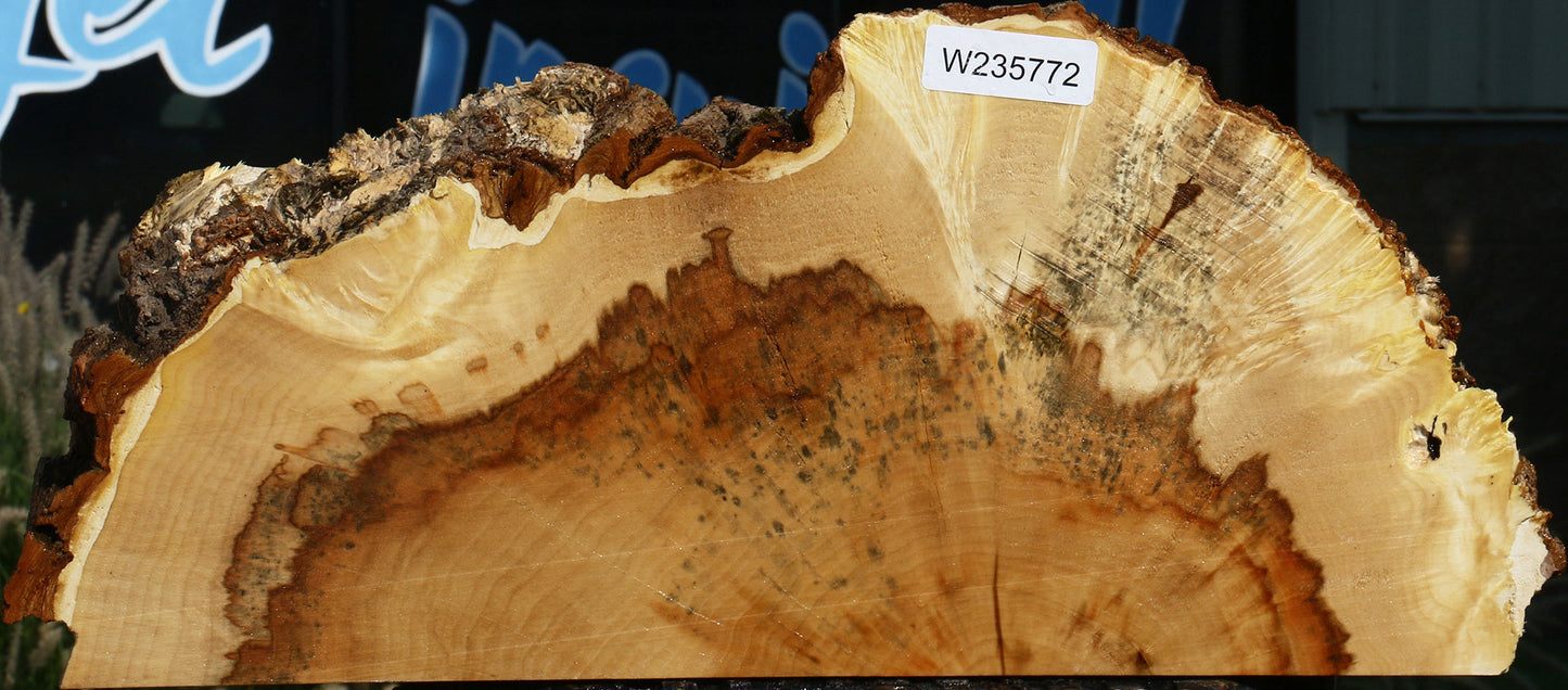 Extra Fancy Box Elder Slice