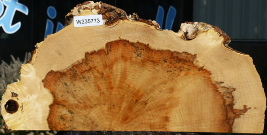 Extra Fancy Box Elder Slice