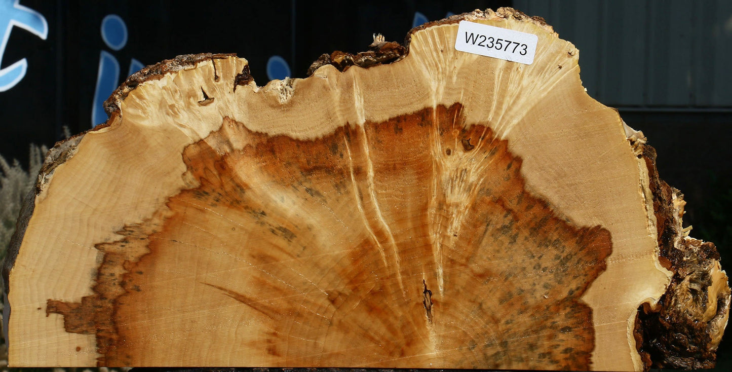 Extra Fancy Box Elder Slice