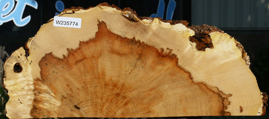 Extra Fancy Box Elder Slice