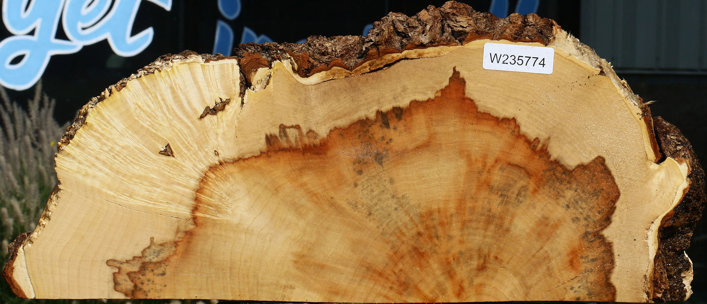 Extra Fancy Box Elder Slice