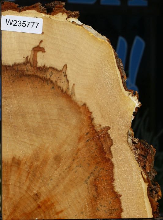 Figured Box Elder Slice