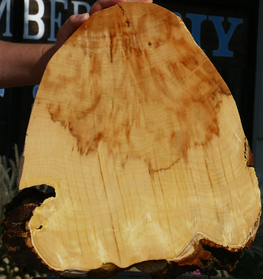 Extra Fancy Box Elder Cookie