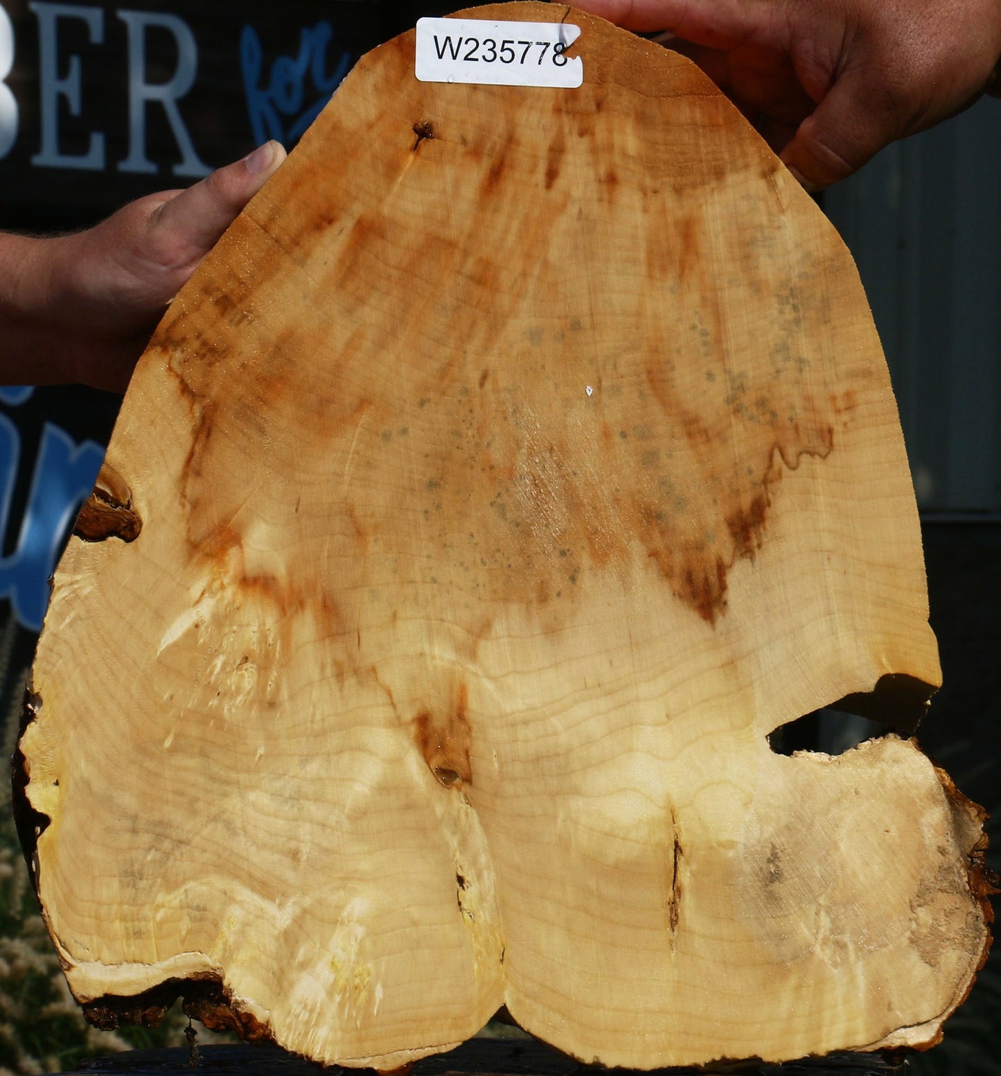 Extra Fancy Box Elder Cookie