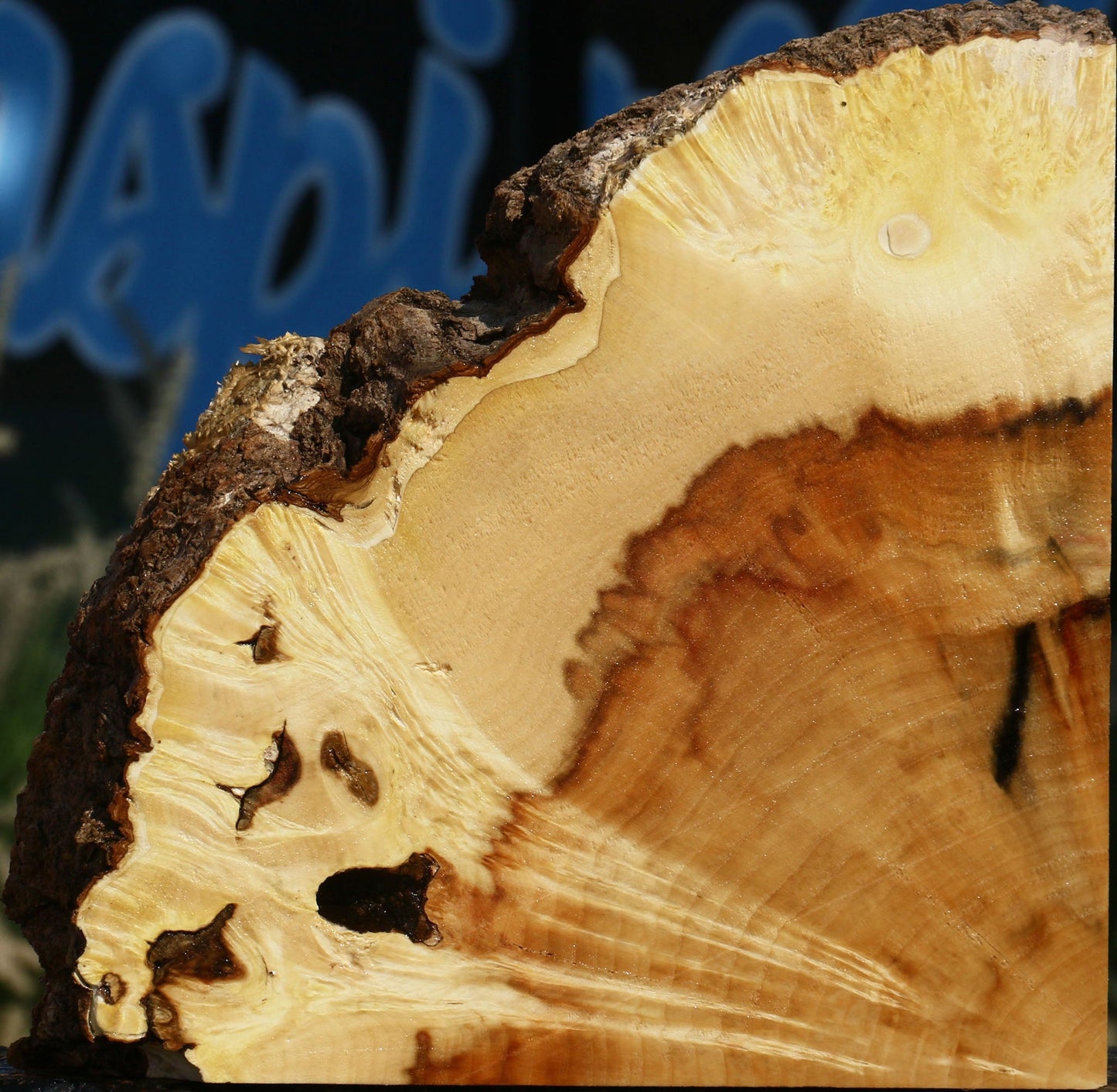 Extra Fancy Box Elder Burl Slice