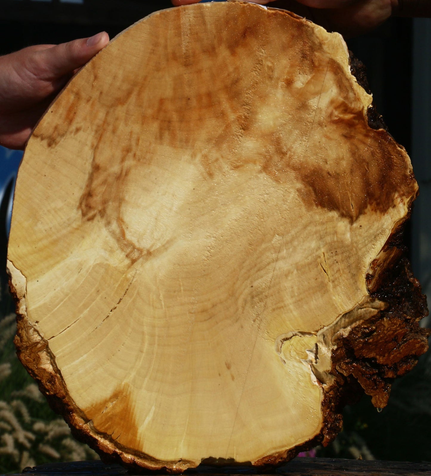 Extra Fancy Box Elder Cookie