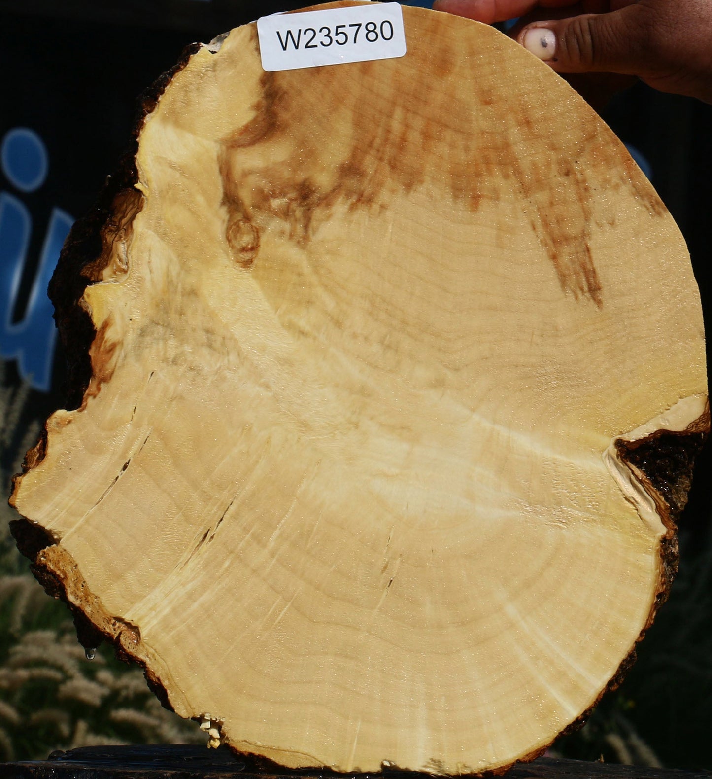 Extra Fancy Box Elder Cookie