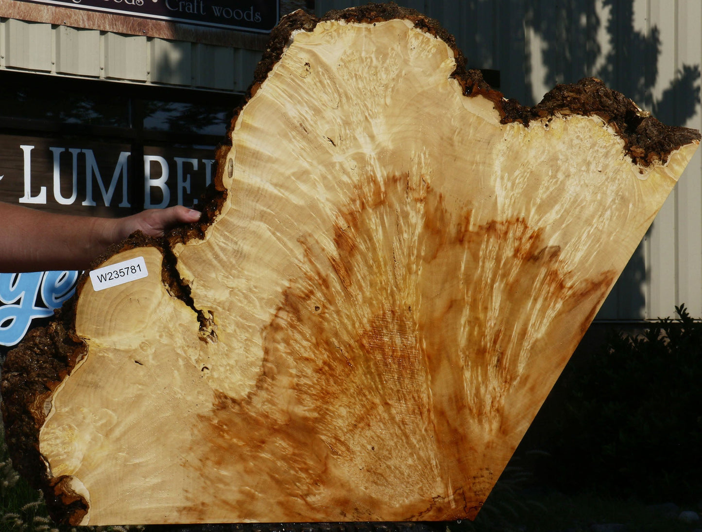 Box Elder Burl Slice