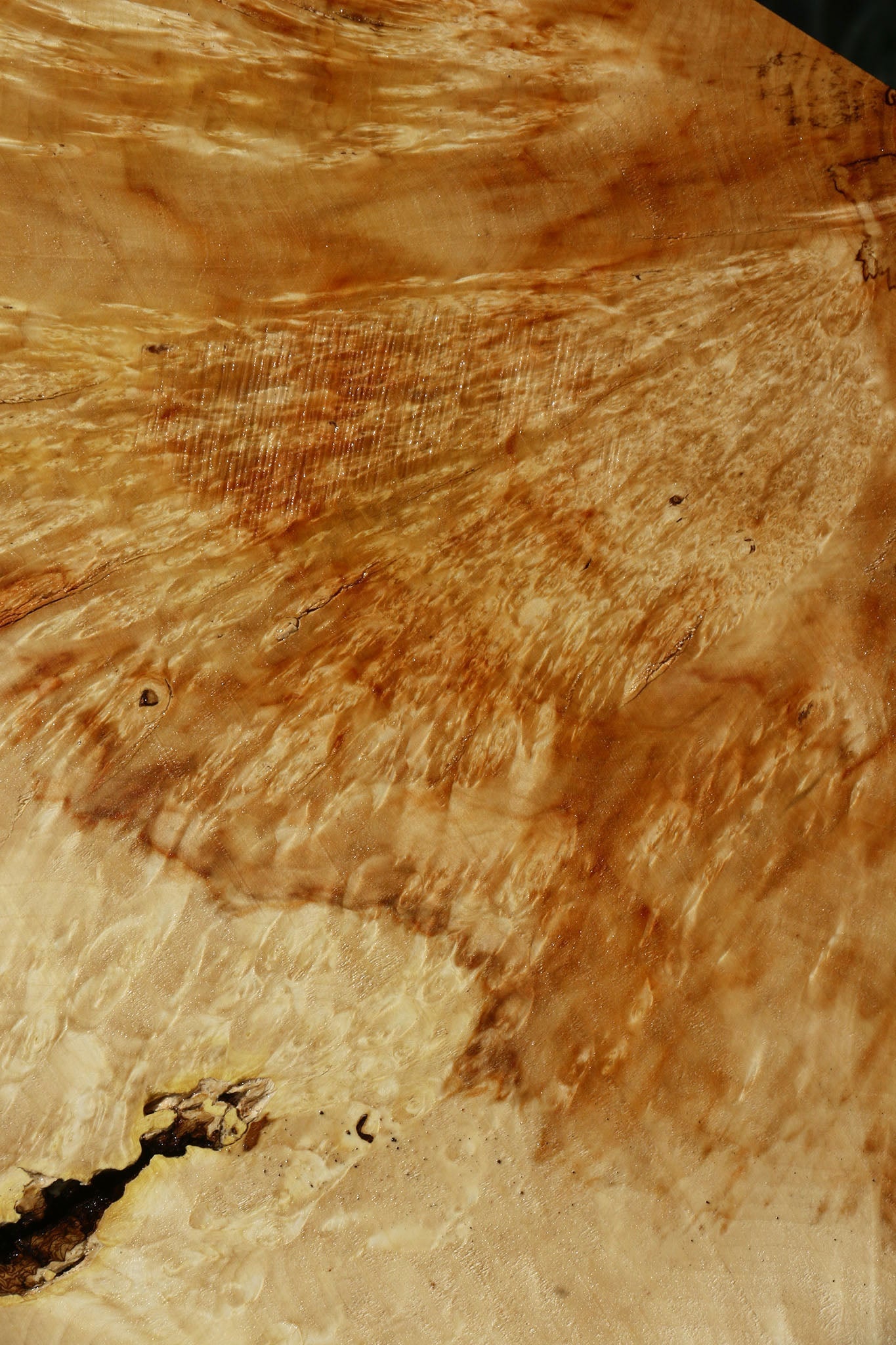 Box Elder Burl Slice