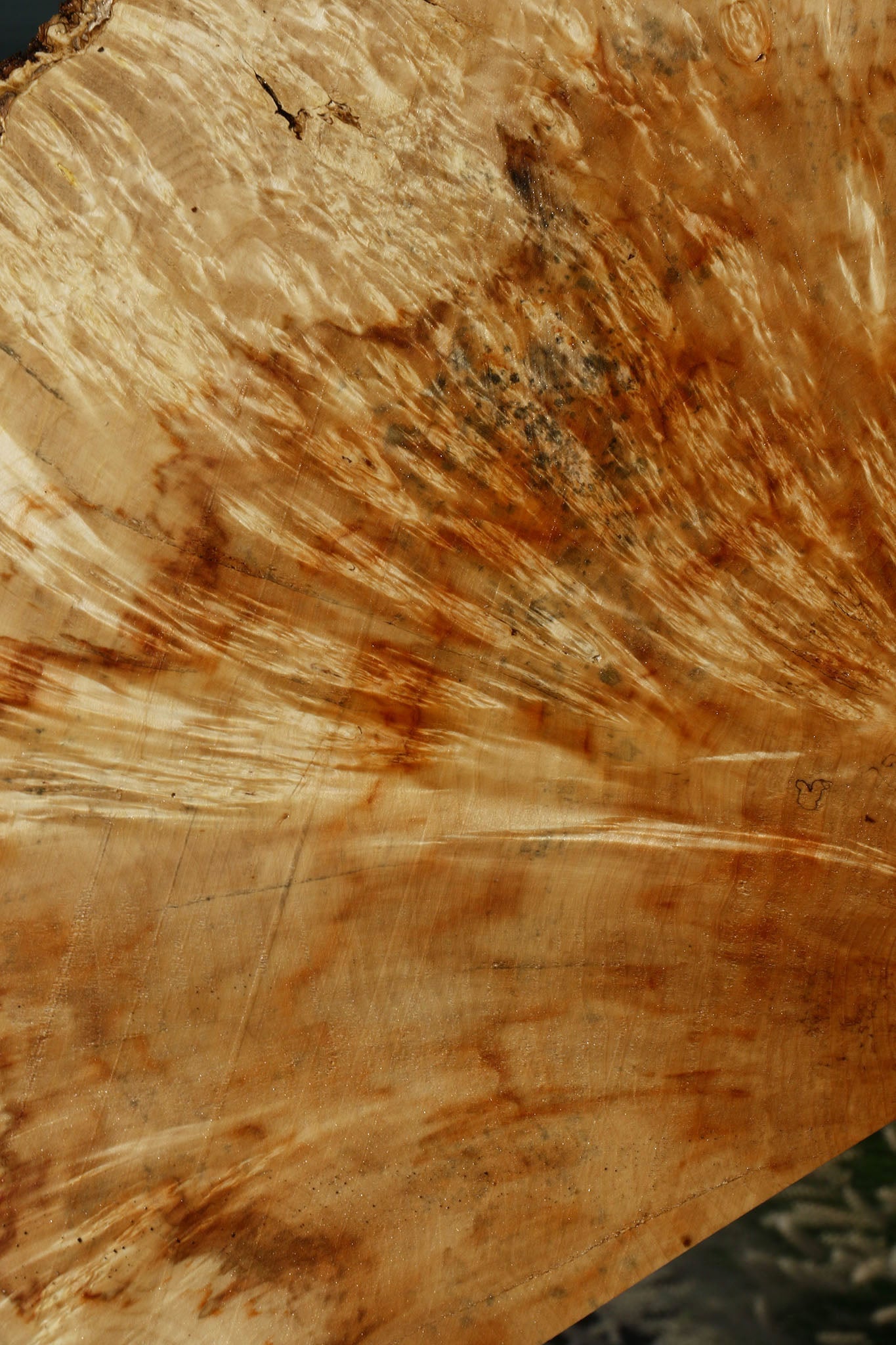 Box Elder Burl Slice