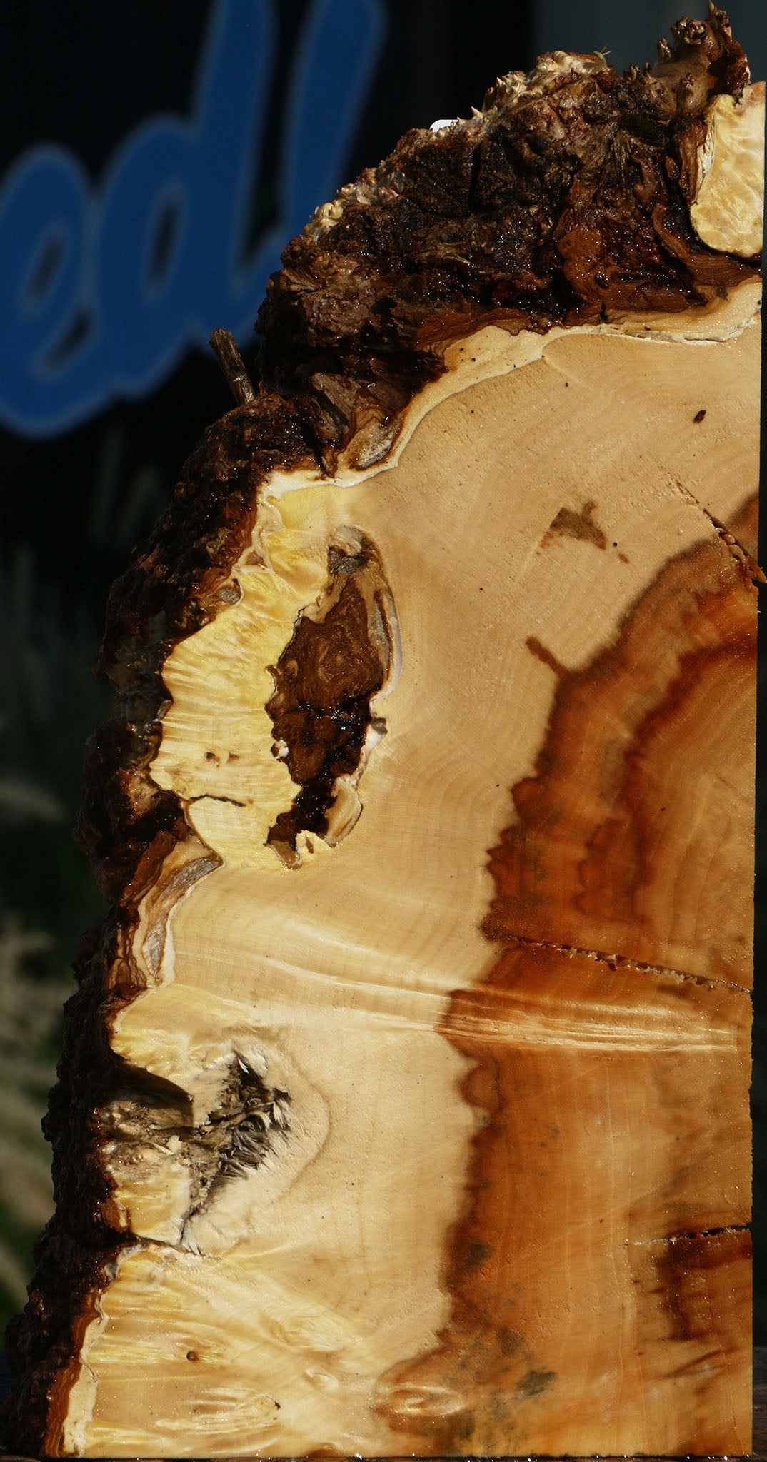 Extra Fancy Box Elder Slice