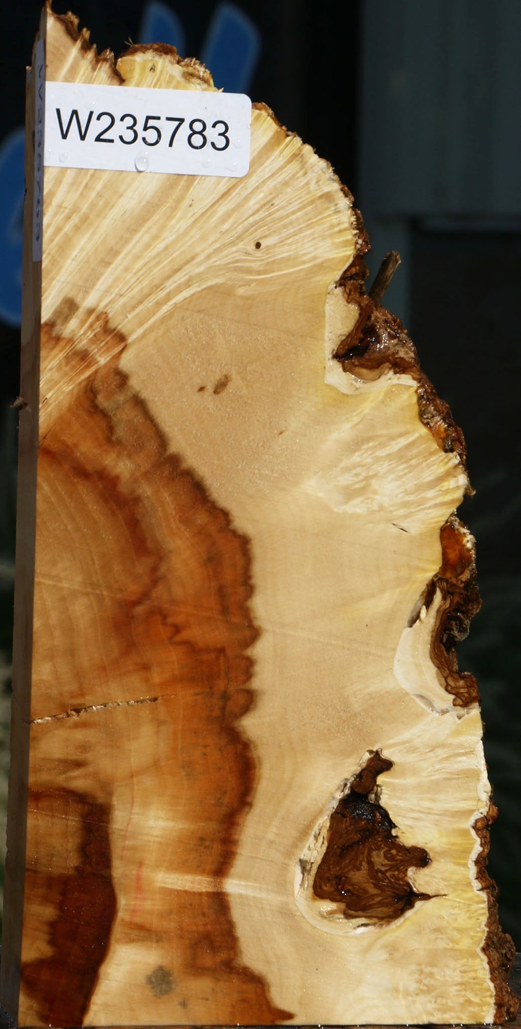 Extra Fancy Box Elder Slice