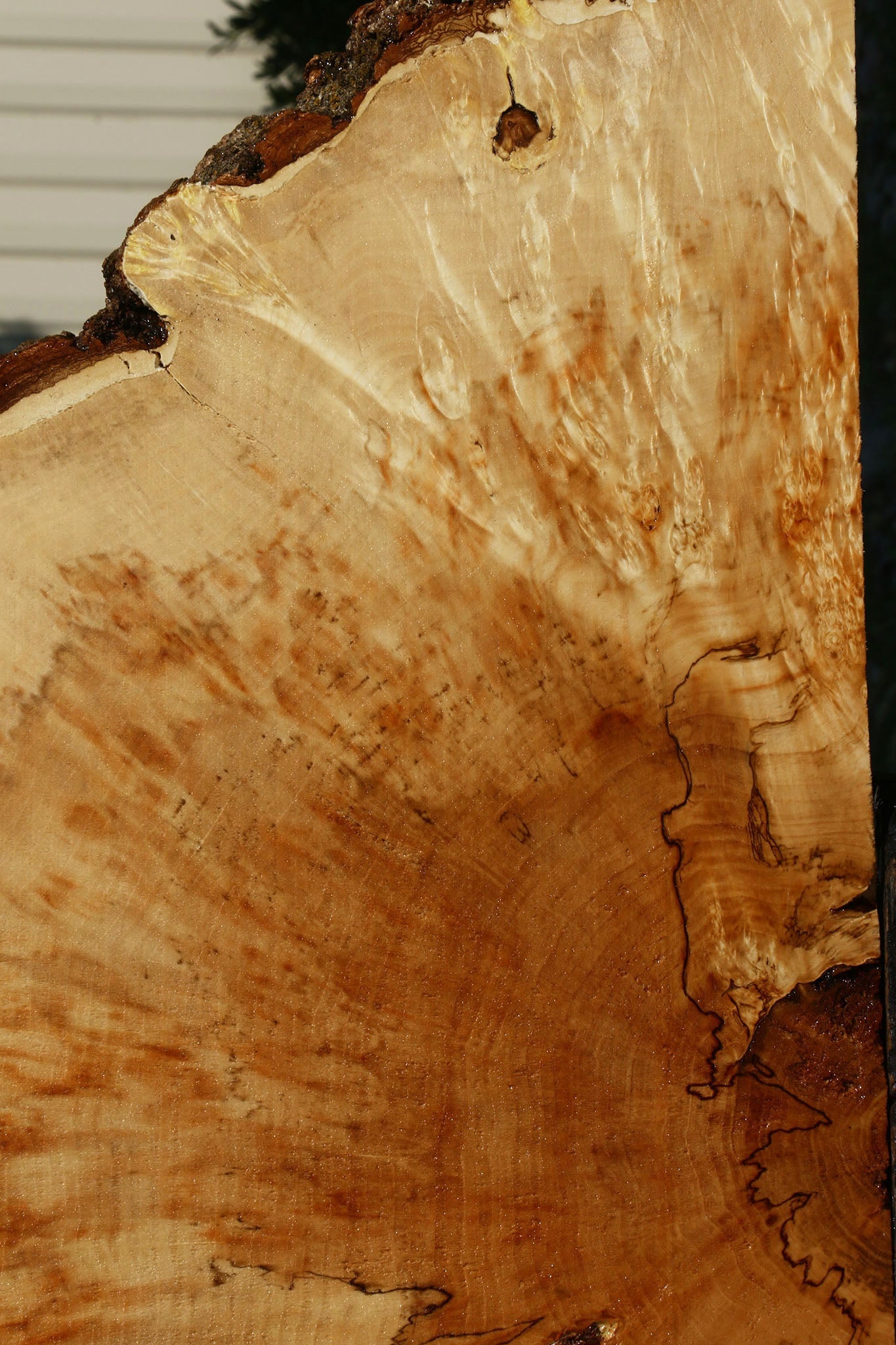 Box Elder Burl Cookie