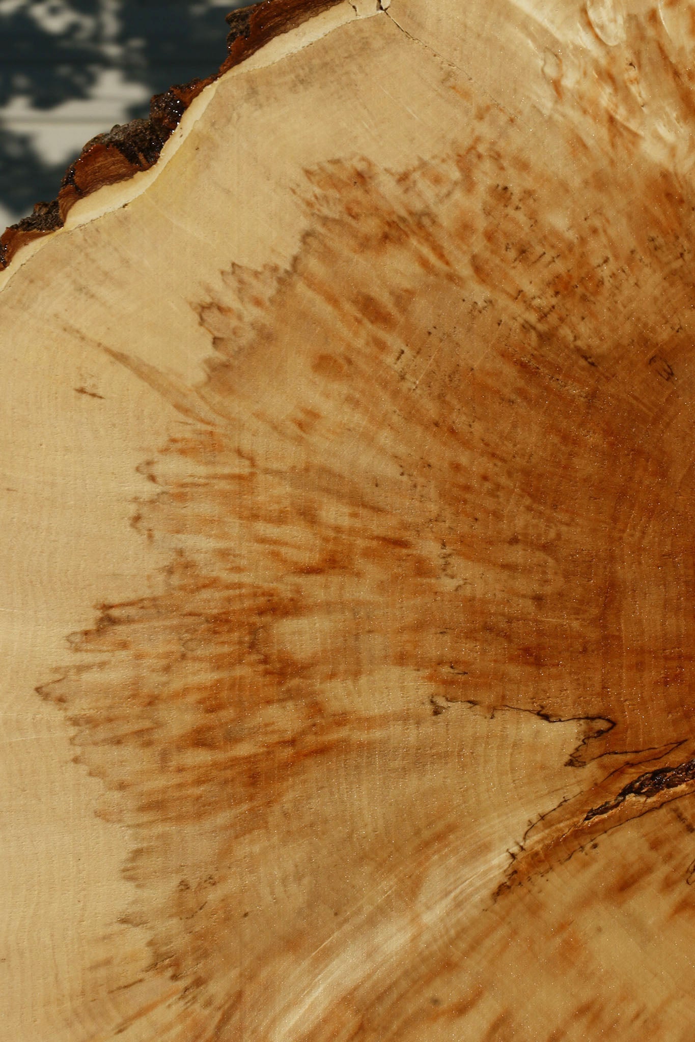 Box Elder Burl Cookie