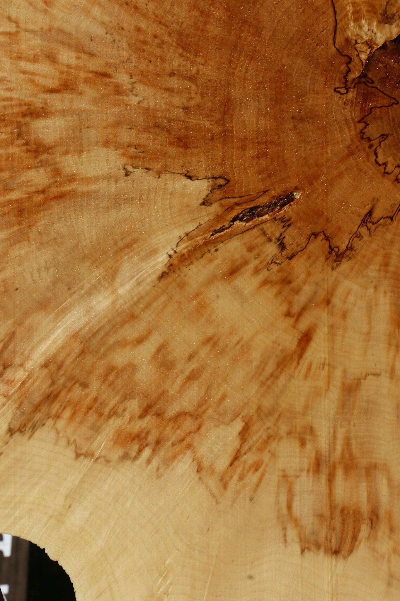 Box Elder Burl Cookie