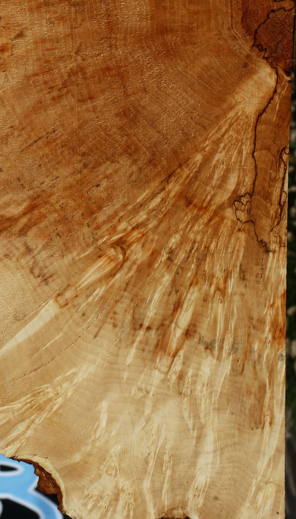 Box Elder Burl Cookie