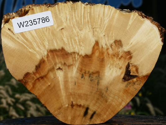 Box Elder Burl Cookie